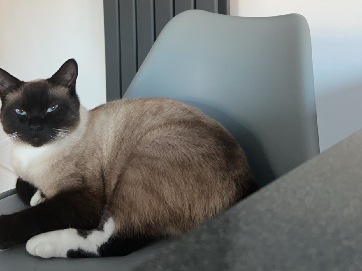 L371 - Coco - MICKLEOVER - Siamese Male