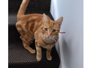 L392 - Marmalade - HEANOR - Ginger Male