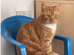 727283 - Tiger, missing in March