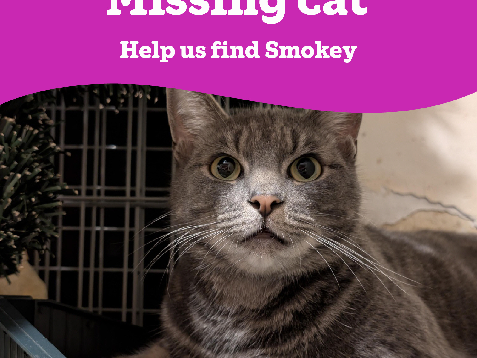 Smokey - missing from Sleaford