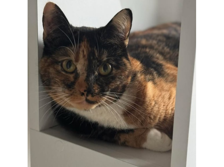 Tortoiseshell Cat