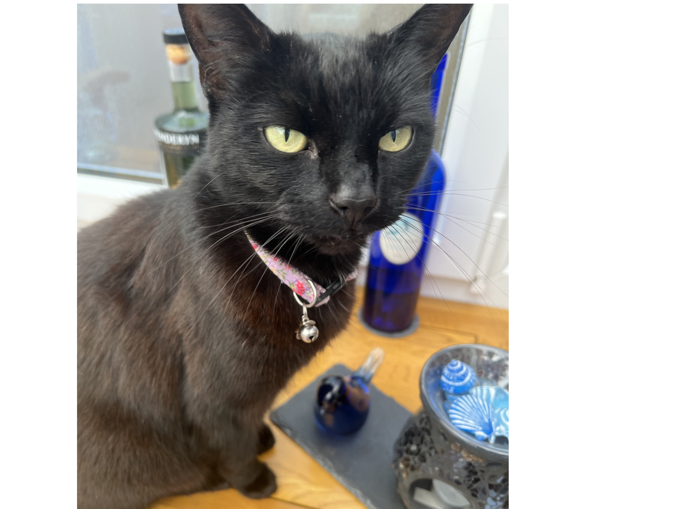 L396 - Venus, black female - SPONDON