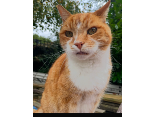 L398- SHELTON LOCK – Dennis, ginger and white male