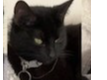 L401 - MICKLEOVER - Black Female