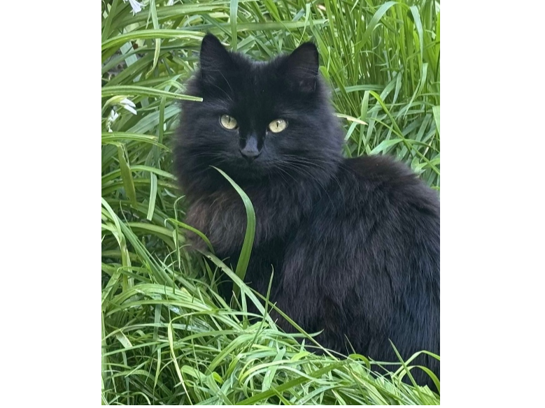 Sasha Lost 2025.012 - Spruce Walk / Hawthorne Walk, Lee on Solent