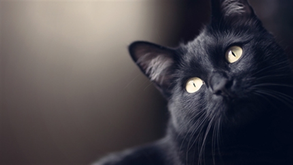 Cats Protection | National Black Cat Day