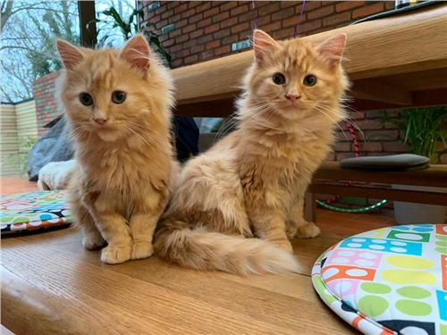 ginger ragdoll