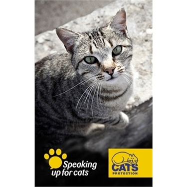 Cats Protection's response to new Animal Welfare Bill