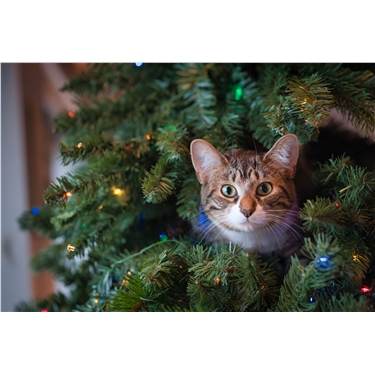 Christmas tree cat outlet protection