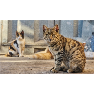 feral cats download