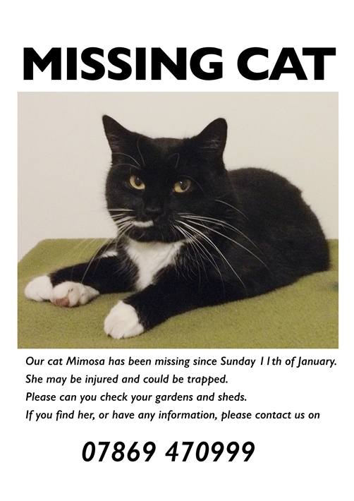 LOST CAT