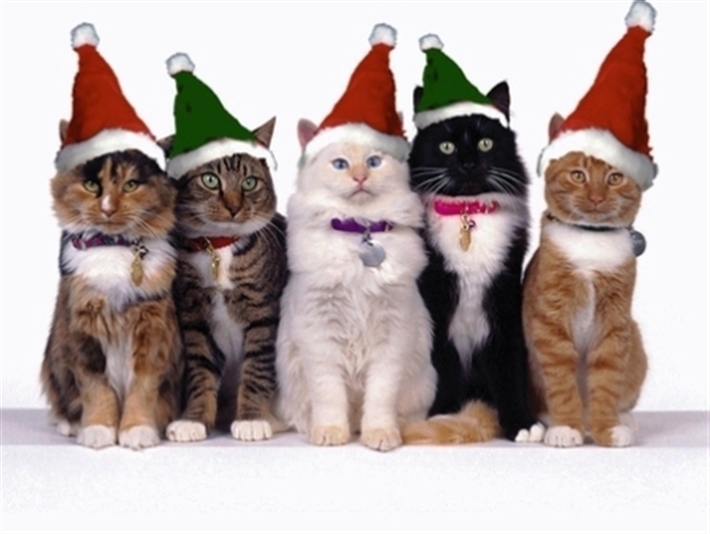 Cats 2025 protection christmas