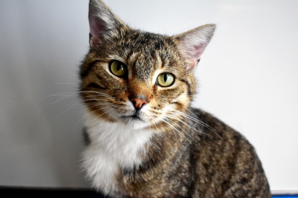 Sponsor a Cat - Angelo, Belfast, Northern Ireland - Cats Protection